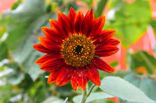 Velvet Queen sunflower-0957.jpg